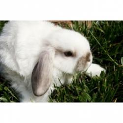 Alimentation du lapin nain