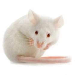 La souris blanche