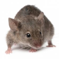 Souris