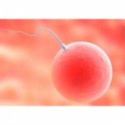 Ovulation et grossesse