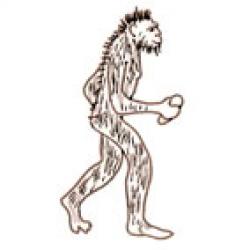 australopitheque petit trapu et poilu