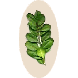 Rameaux