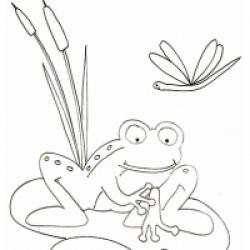 Coloriage animaux divers : grenouille