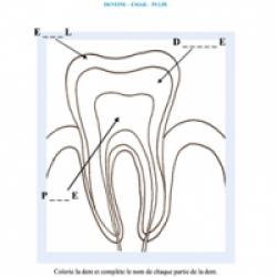 Activité sur la dent