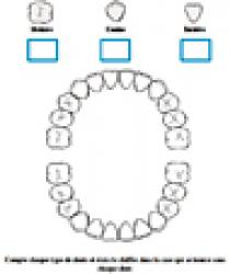 compter les dents de chaque sorte