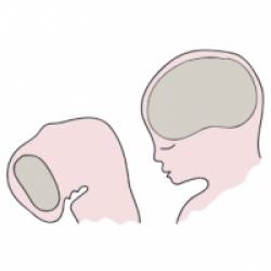 La migration des cellules nerveuses est achevée. Le nombre de cellules nerveuses est acquis définitivement, chaque cellule est à sa place dans les différentes parties du cerveau. Le cerveau est achevé