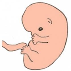 L Embryon A 8 Semaines De Grossesse L Dossier Bebe Pendant La Grossesse