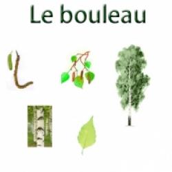 Fiches sur les plantes