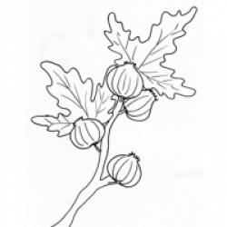 Coloriage figue