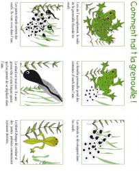Activité du têtard à la grenouille