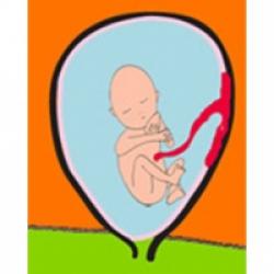 Le Developpement De Bebe Au Cours Du 5 Eme Mois Organes De Bebe L Dossier Bebe Pendant La Grossesse