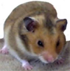 La carte d'identité du hamster doré