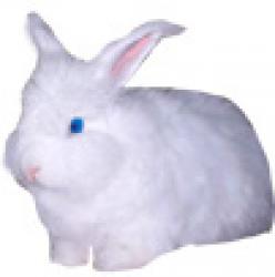 Lapin tout blanc