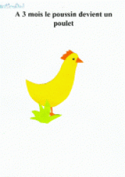 Livre sur le poulet et la poule