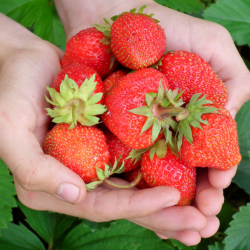 Activités sur la FRAISE