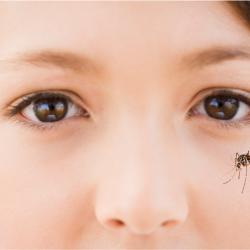 Zika, le virus Zika