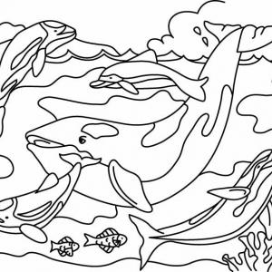 Coloriage Baleine Imprimez Votre Dessin De Baleine Sur Tete A Modeler