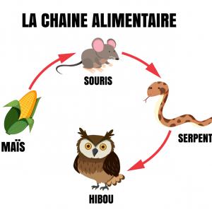 Définition et illustration simple de la chaîne alimentaire. La chaîne alimentaire est une suite dans laquelle chaque être vivant mange l'être vivant qui le précède. La chaî