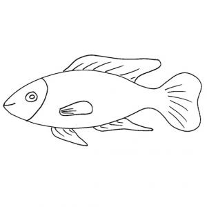 Dessin Poisson Tous Les Coloriages De Poissons De Tete A Modeler