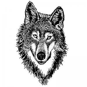 Coloriage De Loup Sur Tete A Modeler