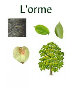 Imprimer la planche sur l'orme