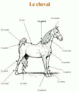 Coloriage Cheval Gratuit A Imprimer Avec Tete A Modeler