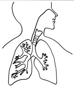Coloriages d'organes, coloriage corps humain / Coloriage ...