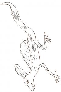 coloriage d'un lezard à longues pattes