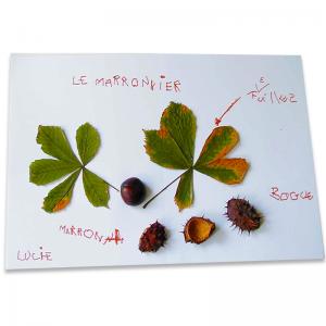 Activité sur les arbres et leurs fruits d'automne