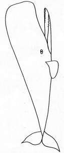 Cachalot