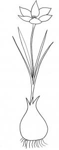Crocus