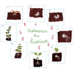 Croissance du haricot