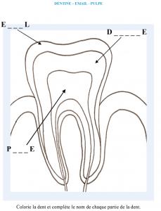 Activité sur la structure de la dent : dentine, pulpe email