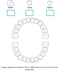 Compter les dents
