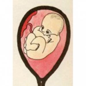 A la fin du 6 ème mois de grossesse, soit à 26 semaines, votre bébé ressemble de plus en plus à ce qu'il sera à la naissance. La couche de graisse lui donne de plus en plus l'aspect d'un no