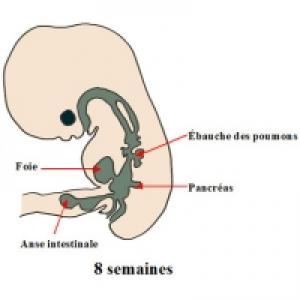 Le Deuxieme Mois De Grossesse L Dossier Bebe Pendant La Grossesse