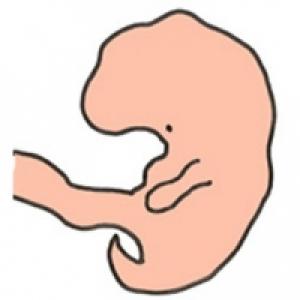 Le Deuxieme Mois De Grossesse L Dossier Bebe Pendant La Grossesse