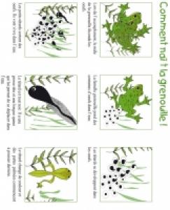 Activité sur la grenouille