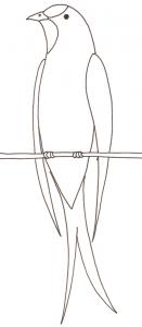 hirondelle
