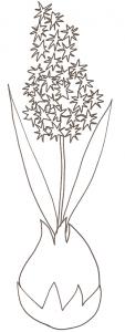 jacinthe