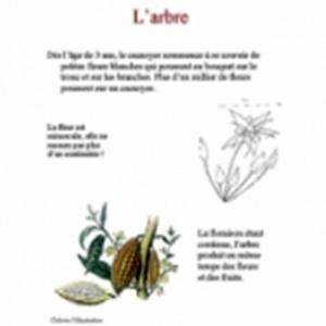 Livre sur le cacao