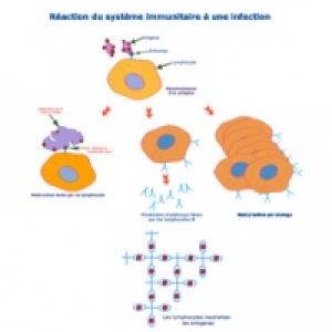 Systeme Immunitaire Explique Aux Enfants Tete A Modeler