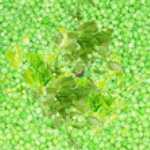 Petits pois à la coriandre