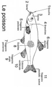 Découvrir le le corps du poisson