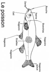 Activité pour mieux conna&icirc;tre les poissons et leur deescription