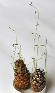 pousses de lentilles