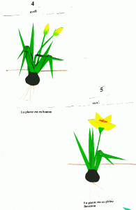 Cycle de la jonquille