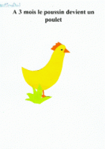 Livre sur le poulet et la poule