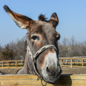 Voici un jeu très amusant à mettre en place : le jeu de la queue de l'âne. Un jeu idéal pour une kermesse ou un anniversaire. Ce jeu se fait les yeux bandés, il faut tenter de replacer la queue de l'âne sur l'image.