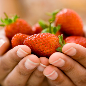 Les variétés de fraises